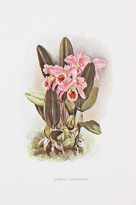 Дарвин Ч. Иллюстрированное собрание сочинений / Пер., предисл. и ред. проф. К.А. Тимирязева. [В 8 т.]. Т. 1-8. М.: Изд. Ю. Лепковскаго, 1907—1909.